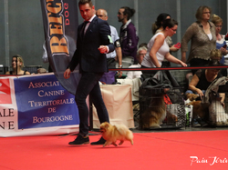 CACIB MÂCON 2018 - DIMANCHE