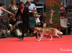 CACIB MÂCON 2018 - DIMANCHE