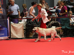 CACIB MÂCON 2018 - DIMANCHE