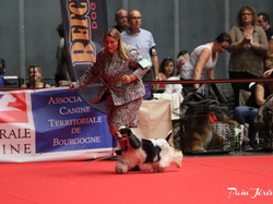 CACIB MÂCON 2018 - DIMANCHE