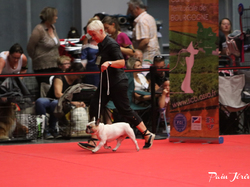 CACIB MÂCON 2018 - DIMANCHE