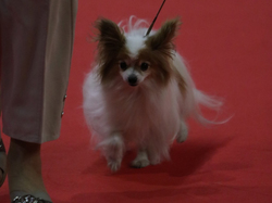 CACIB MÂCON 2018 - DIMANCHE