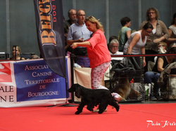 CACIB MÂCON 2018 - DIMANCHE