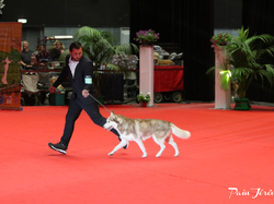 CACIB MÂCON 2018 - DIMANCHE