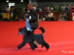 CACIB MÂCON 2018 - DIMANCHE