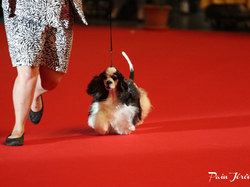 CACIB MÂCON 2018 - DIMANCHE