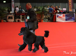 CACIB MÂCON 2018 - DIMANCHE