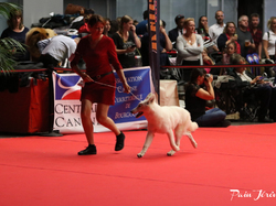 CACIB MÂCON 2018 - DIMANCHE