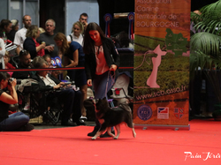 CACIB MÂCON 2018 - DIMANCHE