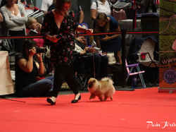 CACIB MÂCON 2018 - DIMANCHE