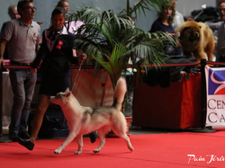 CACIB MÂCON 2018 - DIMANCHE