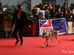 CACIB MÂCON 2018 - DIMANCHE