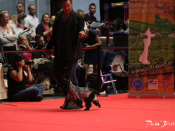 CACIB MÂCON 2018 - DIMANCHE