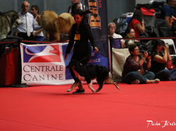 CACIB MÂCON 2018 - DIMANCHE