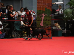 CACIB MÂCON 2018 - DIMANCHE