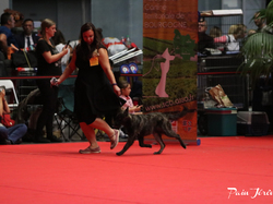 CACIB MÂCON 2018 - DIMANCHE