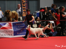 CACIB MÂCON 2018 - DIMANCHE