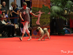 CACIB MÂCON 2018 - DIMANCHE