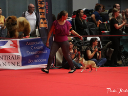 CACIB MÂCON 2018 - DIMANCHE