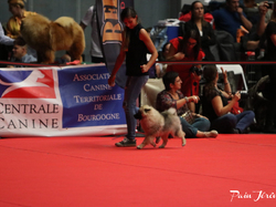 CACIB MÂCON 2018 - DIMANCHE