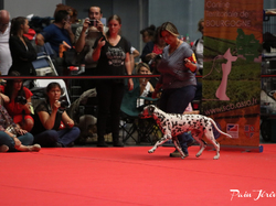 CACIB MÂCON 2018 - DIMANCHE