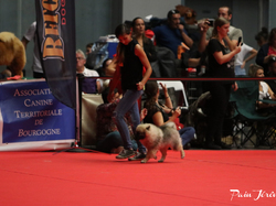 CACIB MÂCON 2018 - DIMANCHE