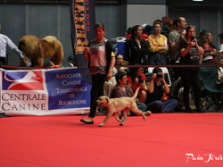 CACIB MÂCON 2018 - DIMANCHE