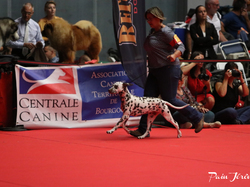 CACIB MÂCON 2018 - DIMANCHE