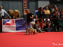 CACIB MÂCON 2018 - DIMANCHE