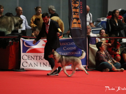 CACIB MÂCON 2018 - DIMANCHE