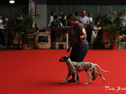 CACIB MÂCON 2018 - DIMANCHE