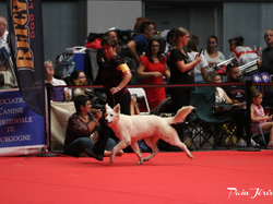 CACIB MÂCON 2018 - DIMANCHE