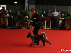 CACIB MÂCON 2018 - DIMANCHE