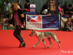 CACIB MÂCON 2018 - DIMANCHE