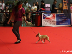 CACIB MÂCON 2018 - DIMANCHE