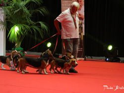 CACIB MÂCON 2018 - DIMANCHE