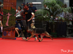 CACIB MÂCON 2018 - DIMANCHE