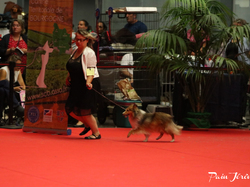 CACIB MÂCON 2018 - DIMANCHE