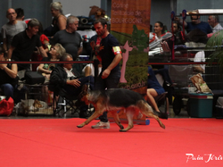 CACIB MÂCON 2018 - DIMANCHE