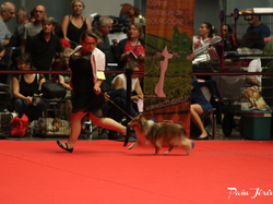 CACIB MÂCON 2018 - DIMANCHE