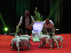 CACIB MÂCON 2018 - DIMANCHE