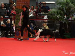 CACIB MÂCON 2018 - DIMANCHE