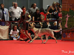 CACIB MÂCON 2018 - DIMANCHE