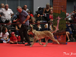 CACIB MÂCON 2018 - DIMANCHE