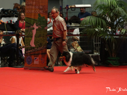 CACIB MÂCON 2018 - DIMANCHE