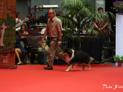 CACIB MÂCON 2018 - DIMANCHE