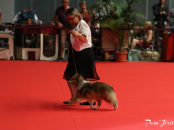 CACIB MÂCON 2018 - DIMANCHE