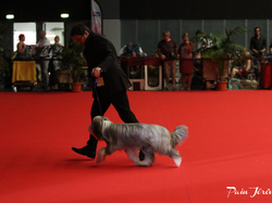CACIB MÂCON 2018 - DIMANCHE