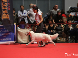 CACIB MÂCON 2018 - DIMANCHE