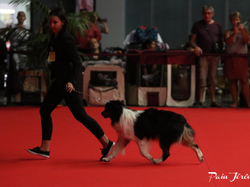 CACIB MÂCON 2018 - DIMANCHE